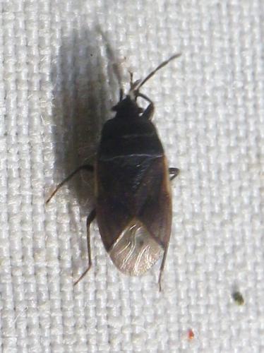 Drymus sp.